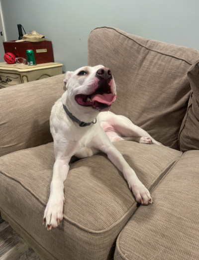 Princess Gwennifer Stefani the Pit Mix